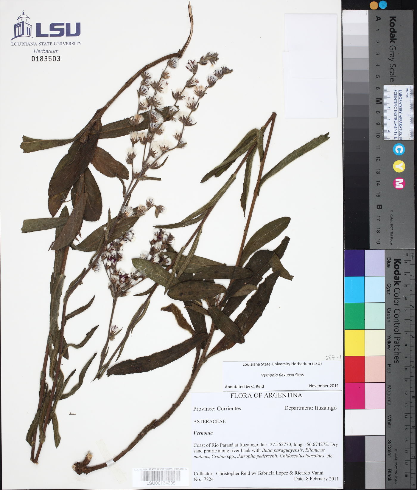 Chrysolaena flexuosa image