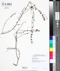 Agalinis obtusifolia image