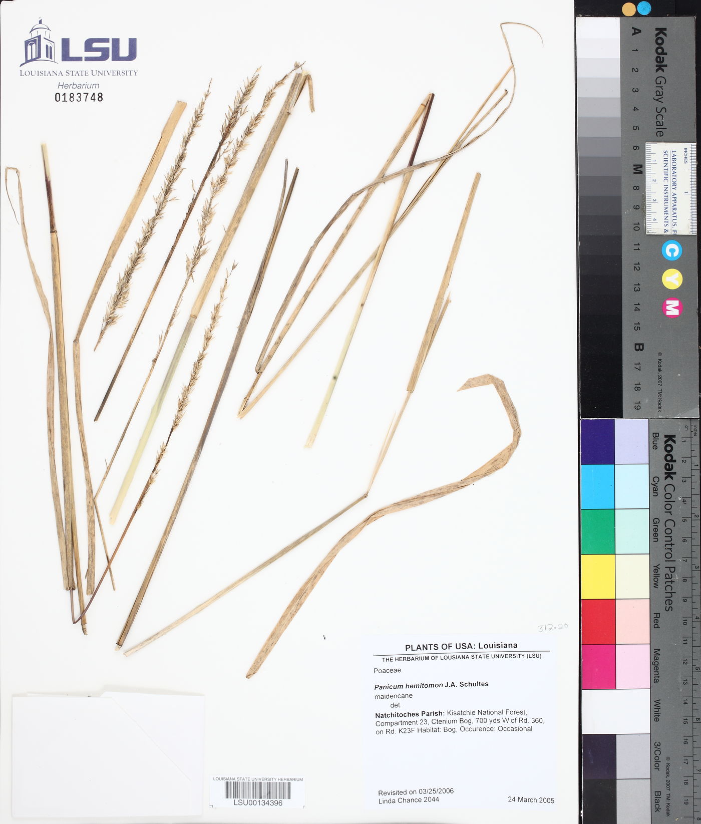Panicum hemitomon image