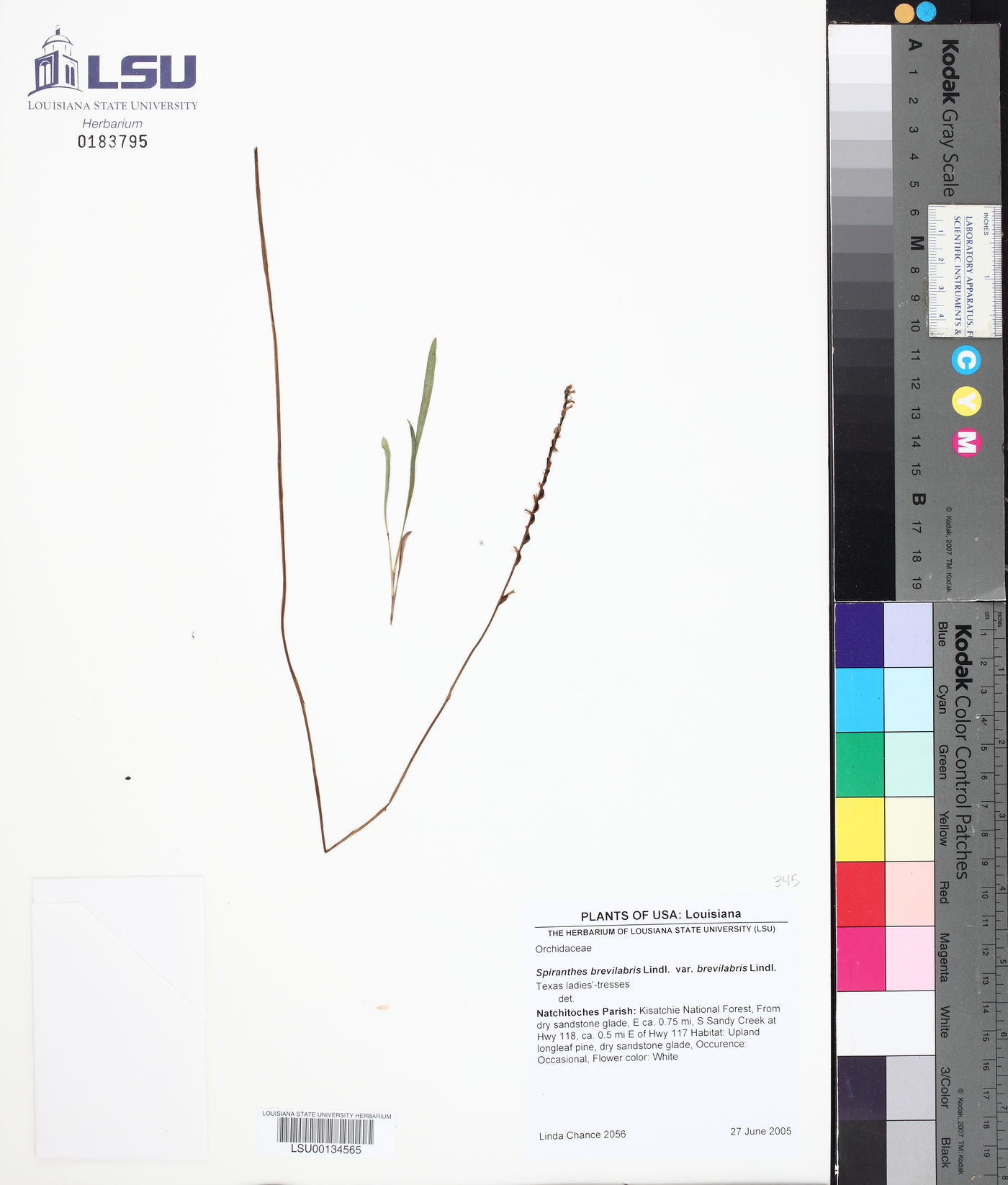 Spiranthes brevilabris var. brevilabris image
