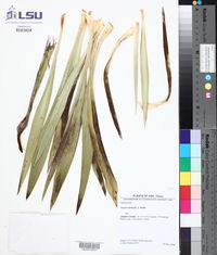 Yucca cernua image