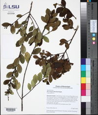 Ilex coriacea image