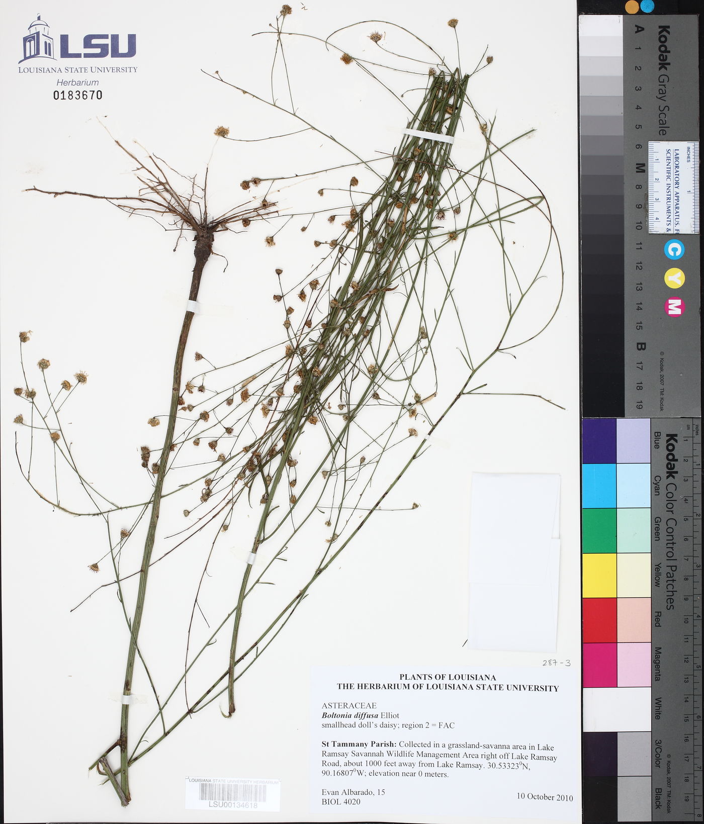 Boltonia diffusa image