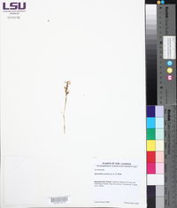 Spiranthes cernua image