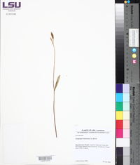 Calopogon tuberosus image