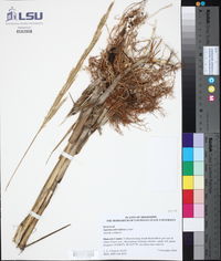 Spartina alterniflora image