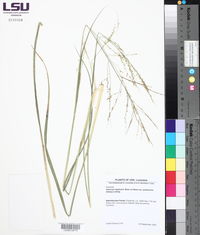 Coleataenia longifolia image