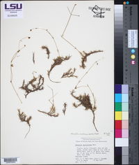 Mononeuria caroliniana image