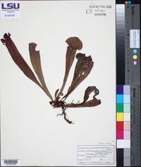 Image of Sarracenia x mitchelliana
