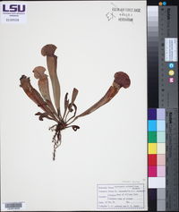 Sarracenia x mitchelliana image