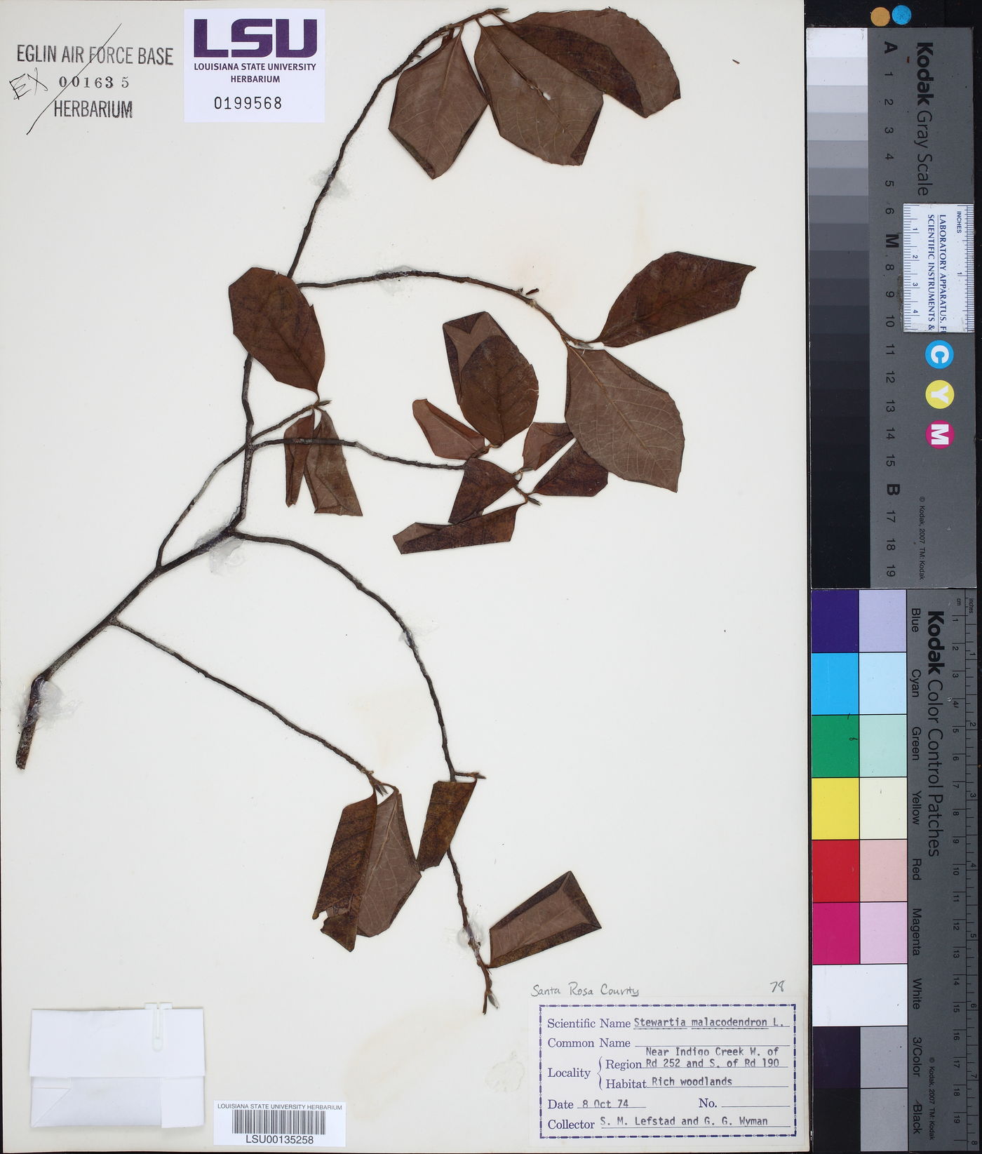 Stewartia malacodendron image