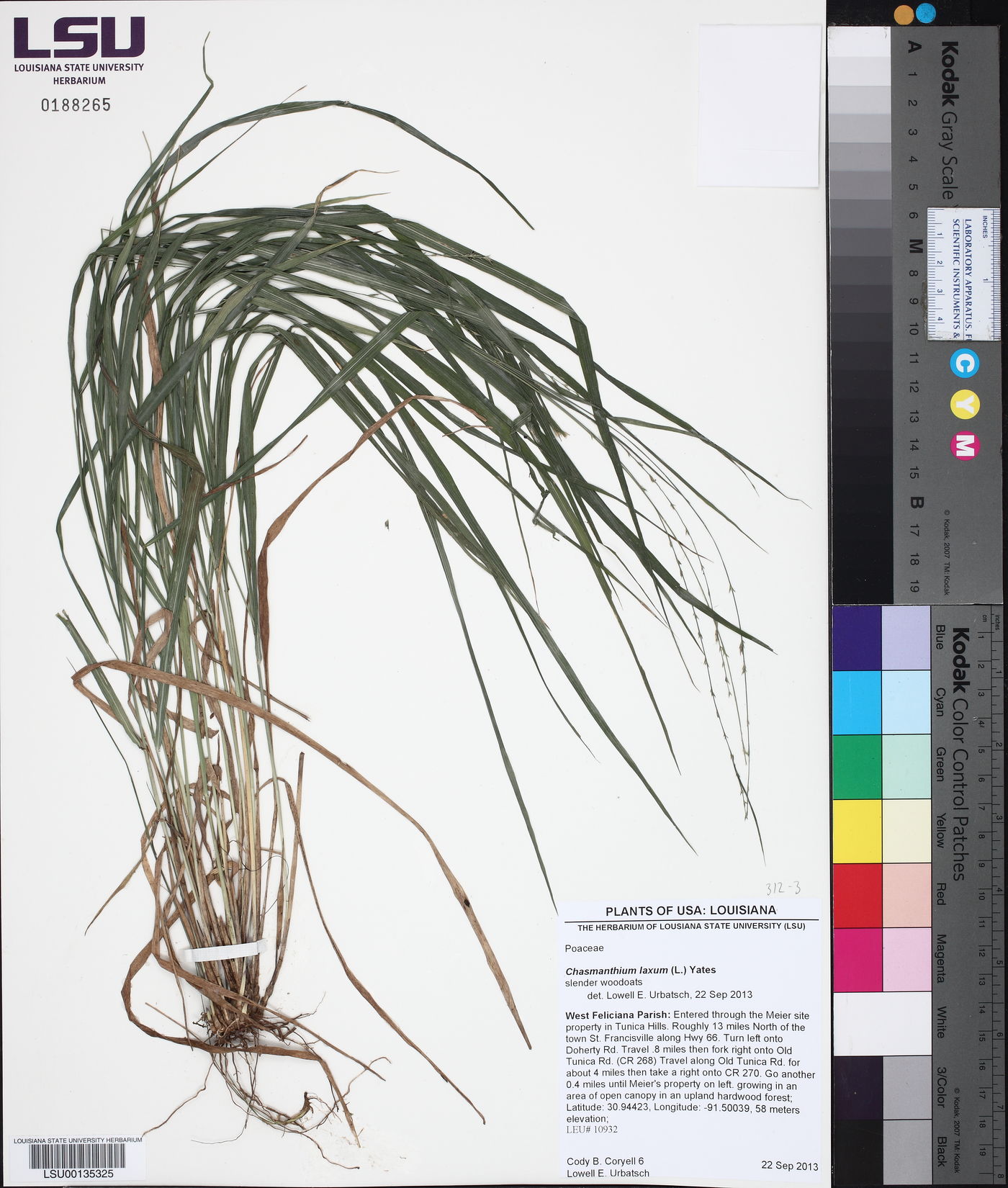 Chasmanthium laxum image
