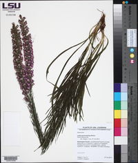 Liatris pycnostachya var. lasiophylla image