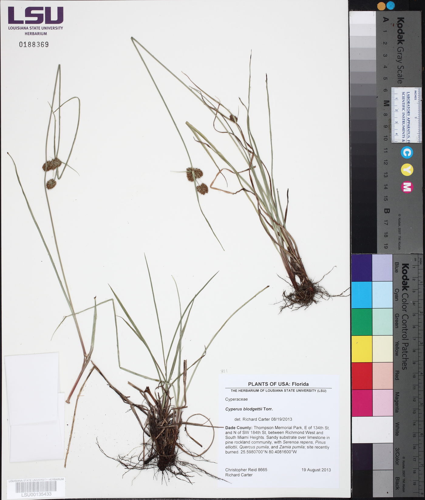 Cyperus blodgettii image