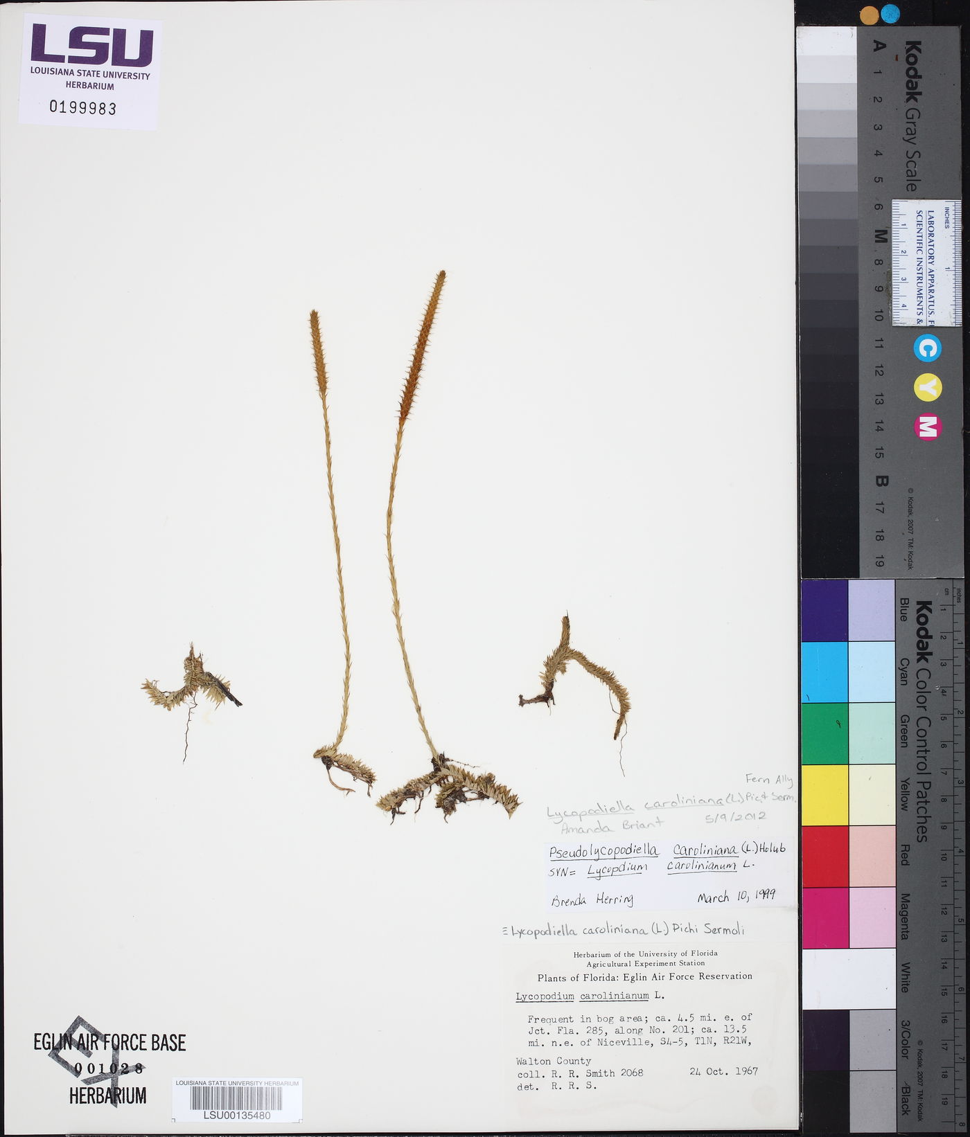Lycopodiella caroliniana image