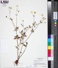 Ranunculus sardous image