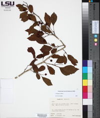 Crataegus viridis image