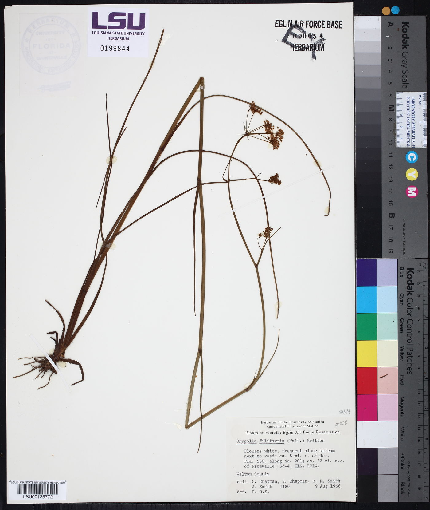 Tiedemannia filiformis subsp. filiformis image
