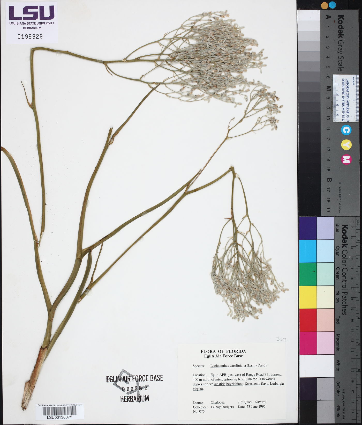 Lachnanthes caroliana image