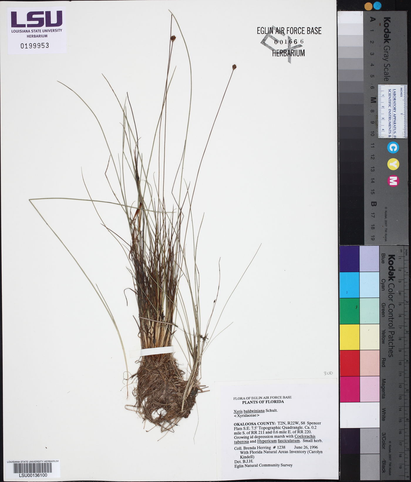 Xyris baldwiniana image