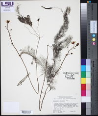 Utricularia floridana image