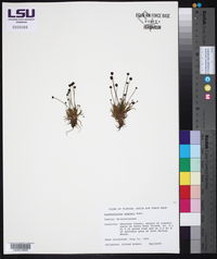 Paepalanthus engleri image
