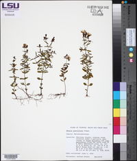 Rhexia parviflora image