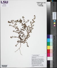 Image of Euphorbia humistrata