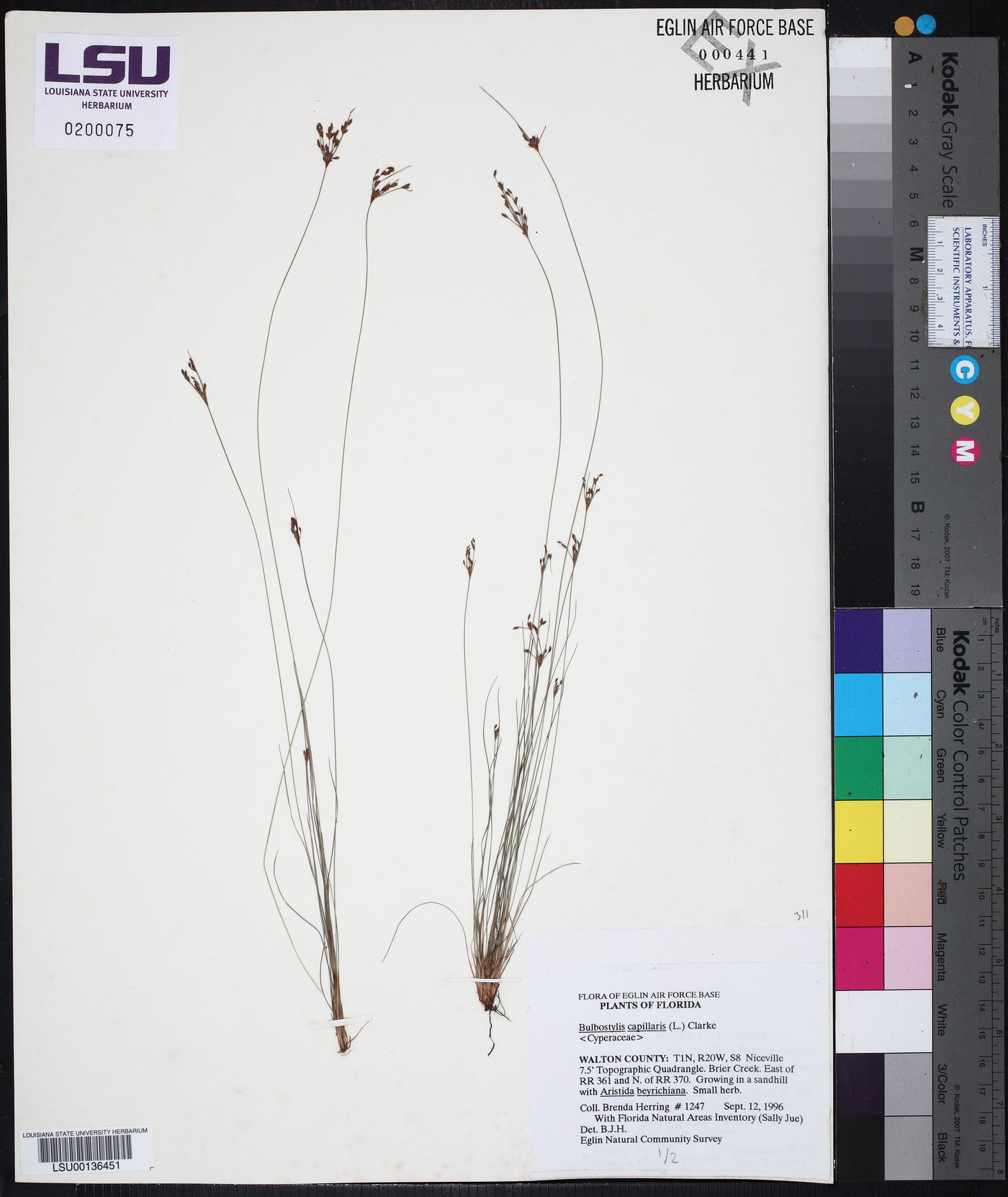 Bulbostylis capillaris image