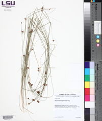 Rhynchospora gracilenta image