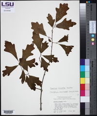 Image of Quercus sinuata