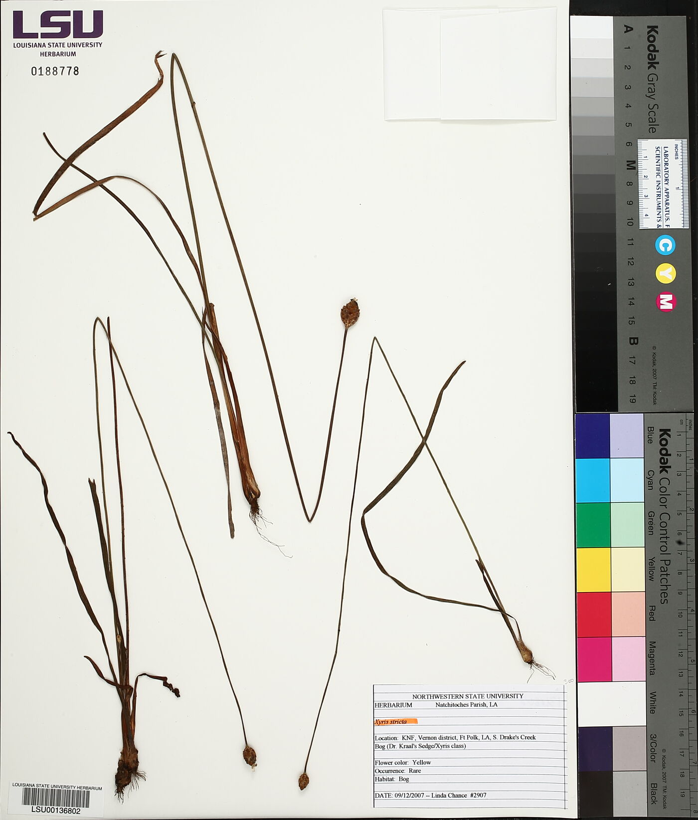 Xyris stricta image