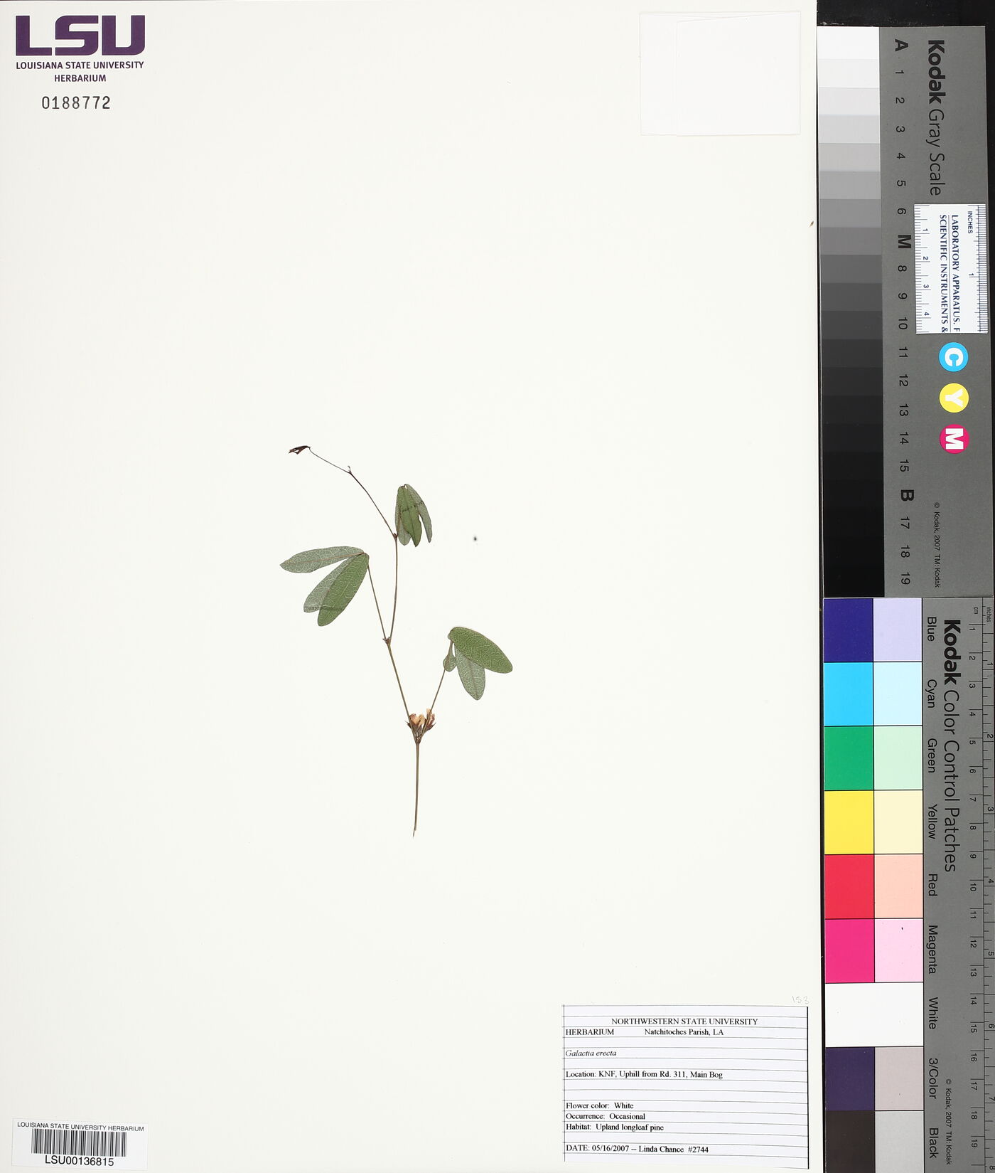 Galactia erecta image