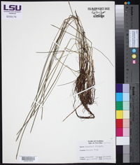 Eleocharis elongata image