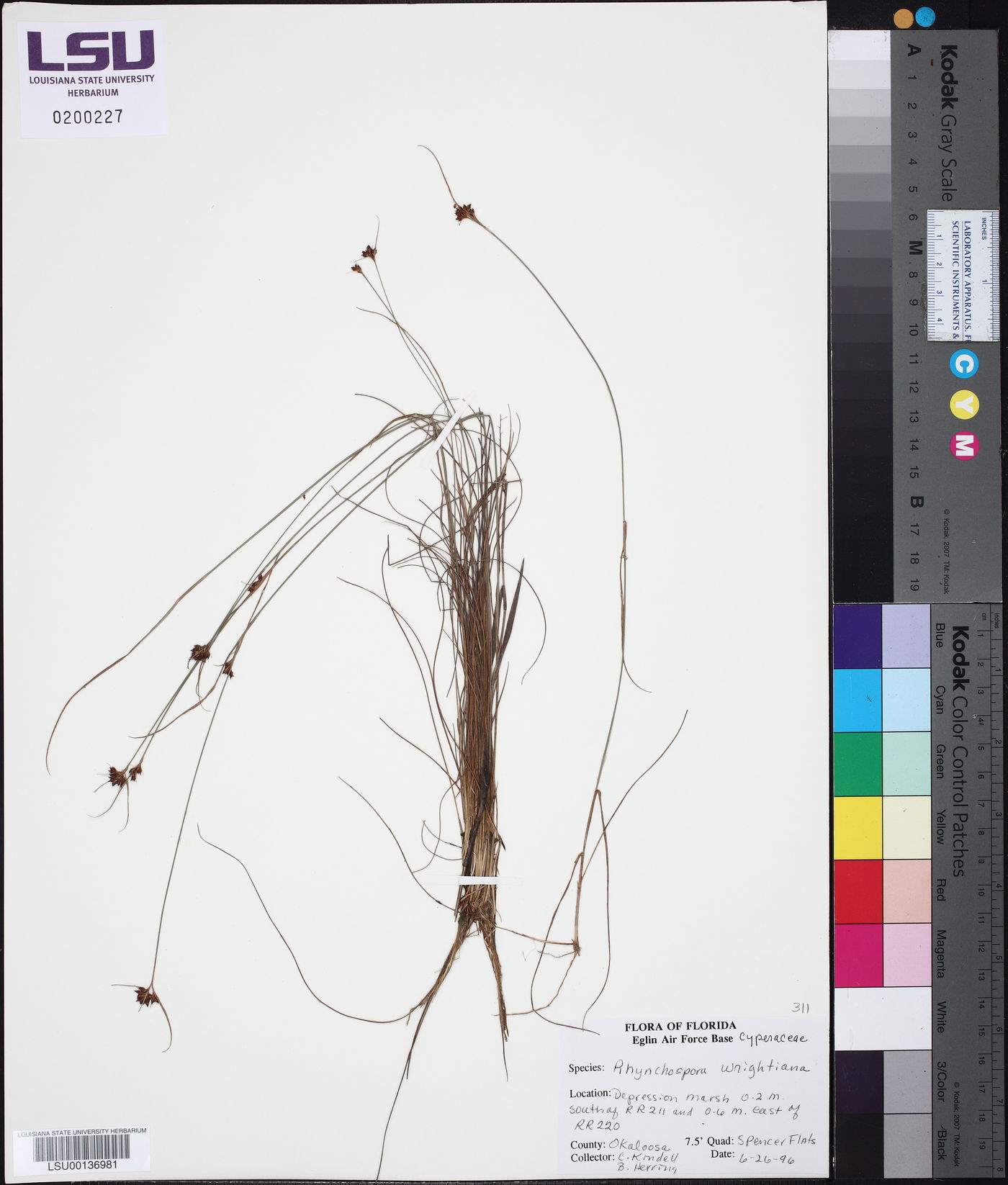Rhynchospora wrightiana image