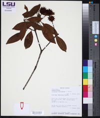 Illicium floridanum image