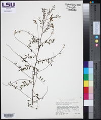 Indigofera caroliniana image