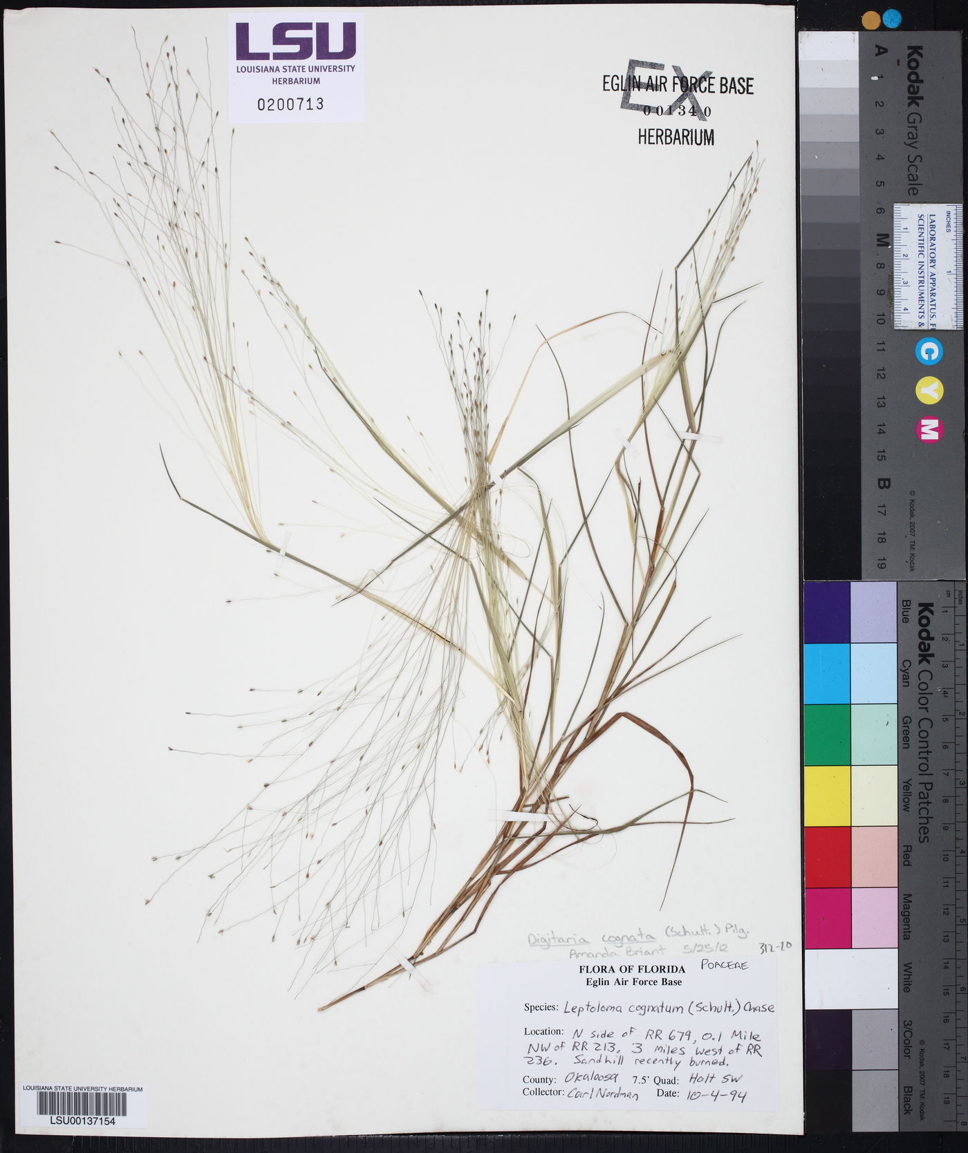 Digitaria cognata image
