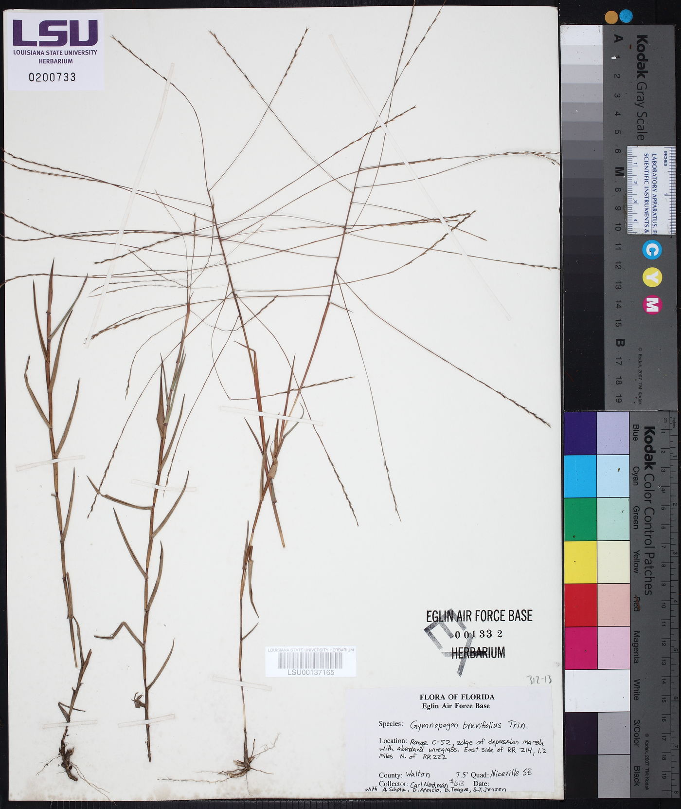 Gymnopogon brevifolius image