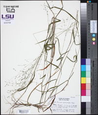 Kellochloa verrucosa image