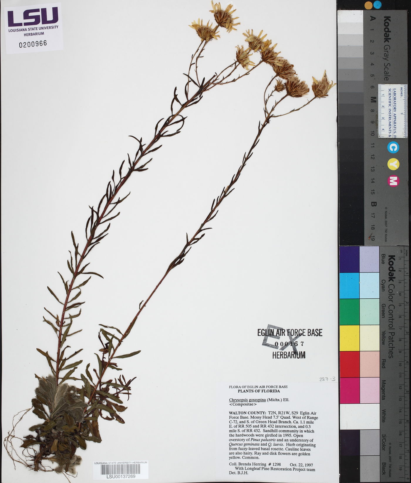 Chrysopsis gossypina image