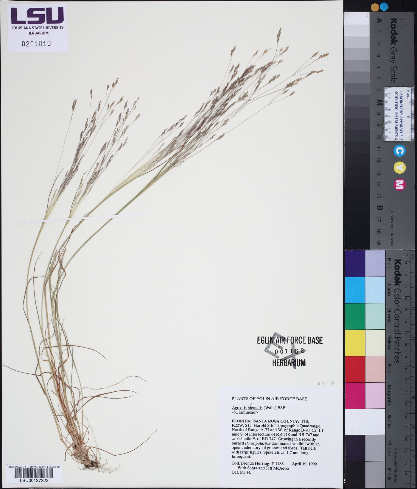 Agrostis hyemalis image