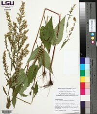 Symphyotrichum urophyllum image