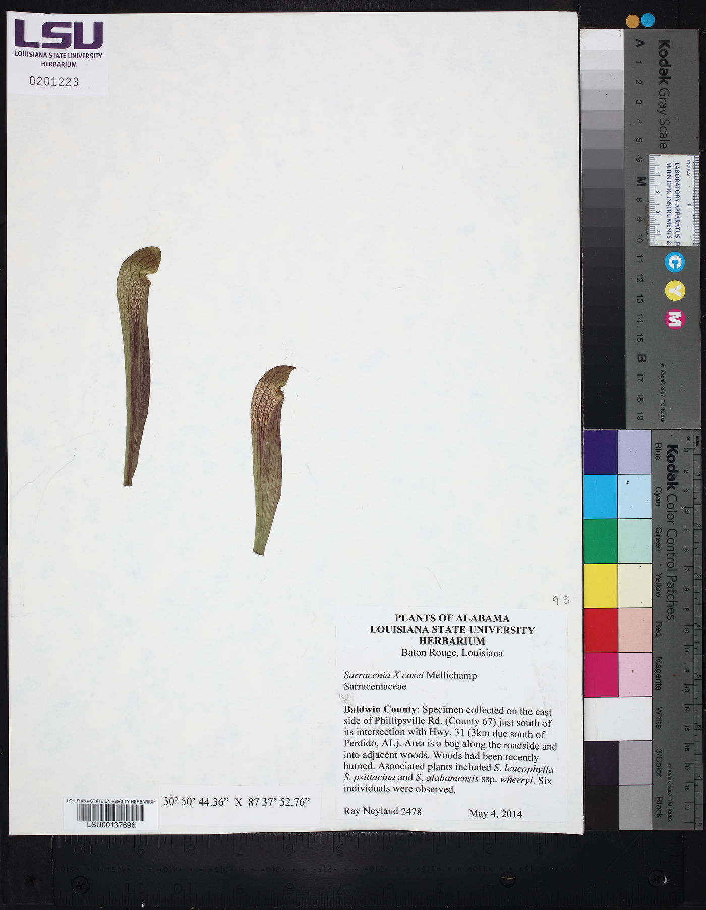 Sarracenia x casei image