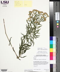 Solidago altissima subsp. altissima image