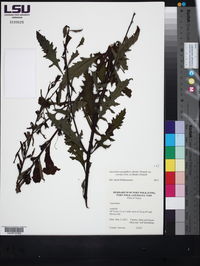 Aureolaria grandiflora var. serrata image