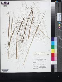 Eragrostis hirsuta image