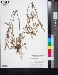 Rumex hastatulus image