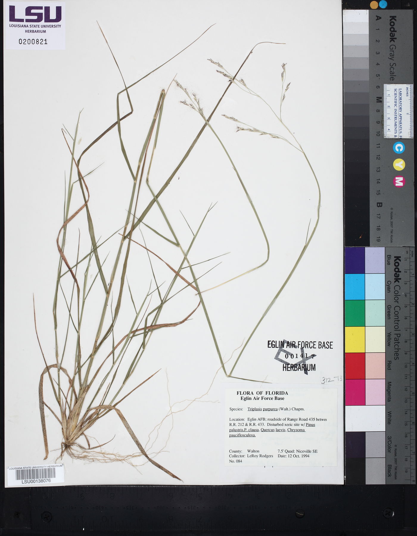 Triplasis purpurea image