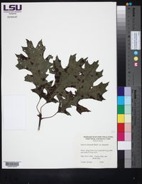 Quercus shumardii var. shumardii image